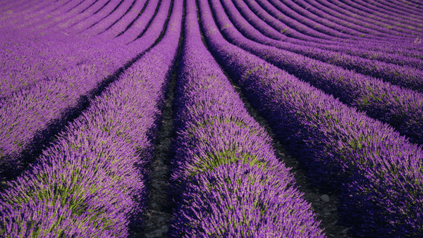 50 de Utilizări Genial cu Uleiul Esențial de Lavandă